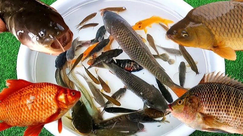 Câu đố về loài cá đa dạng và đầy màu sắc lạ mắt
