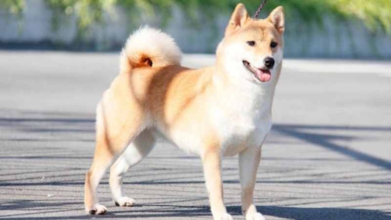 Câu đố về con chó vui nhộn dễ nhớ cho bé