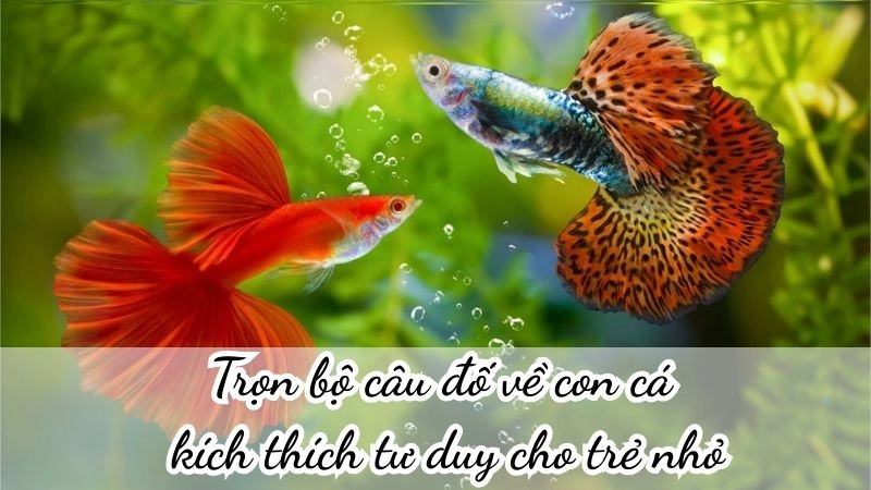 Trọn bộ câu đố về con cá kích thích tư duy cho trẻ nhỏ