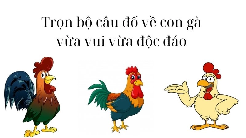 Trọn bộ câu đố về con gà vừa vui vừa độc đáo và thú vị