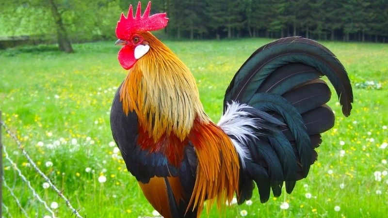 Ý nghĩa của câu đố về con gà phát triển ngôn ngữ sớm