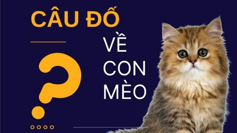 Trọn bộ câu đố về con mèo đầy dí dỏm và giàu hình ảnh