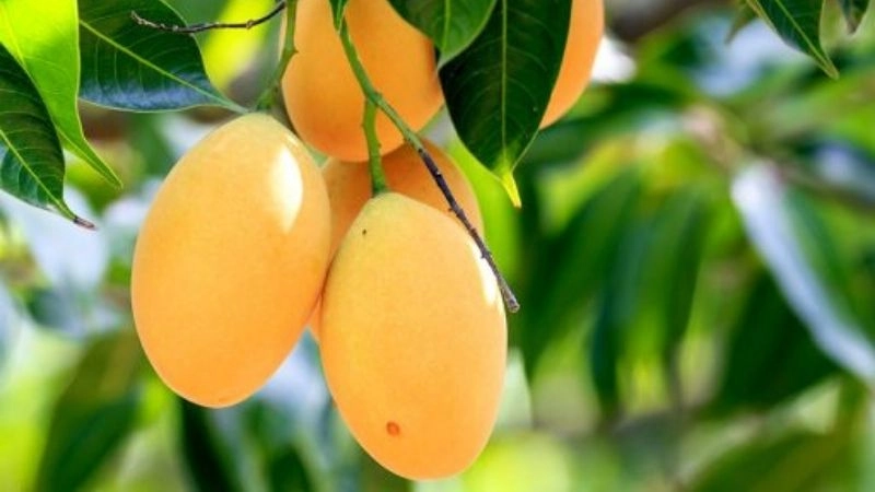 Ý nghĩa câu đố về quả xoài tăng khả năng quan sát