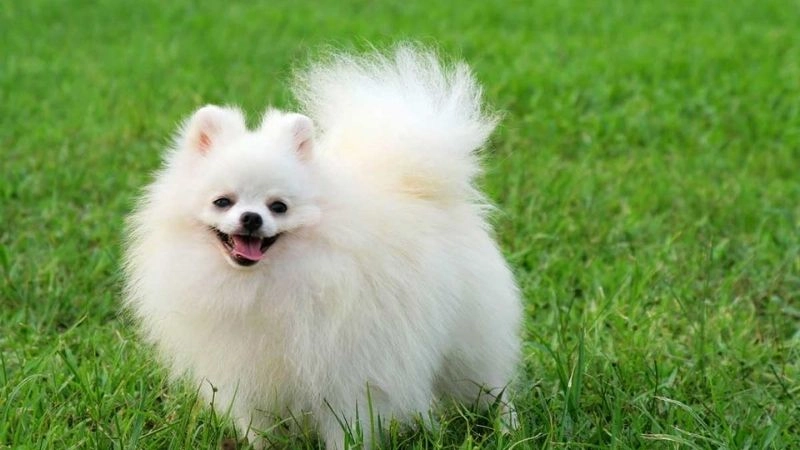 Câu đố về chó người bạn trung thành đời thường