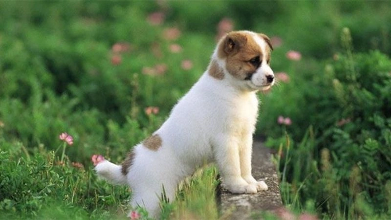 Câu đố về chó tình cảm gắn bó không rời