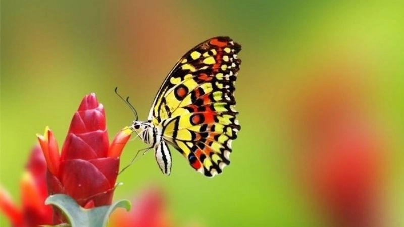 Câu đố về con bướm khoe sắc rực rỡ thiên nhiên