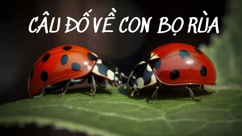 Những câu đố hay về bọ rùa giúp bé học nhanh nhớ lâu