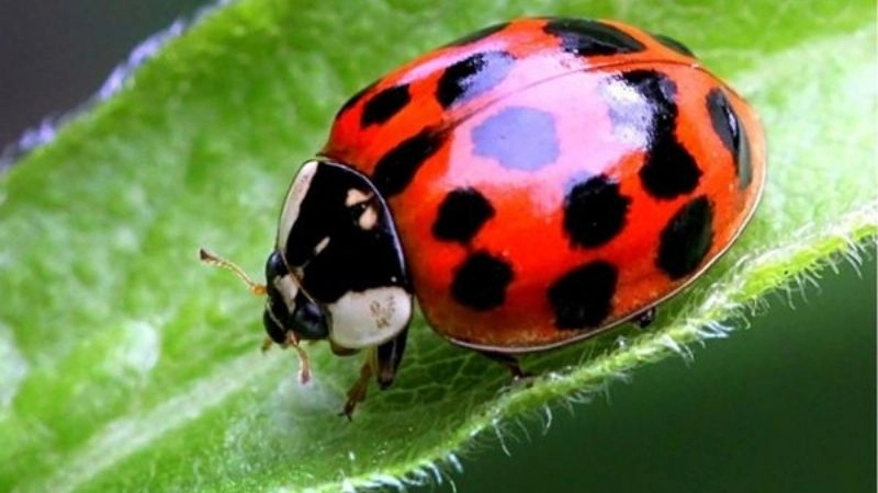 Câu đố vui về bọ rùa nhỏ bé mang may mắn