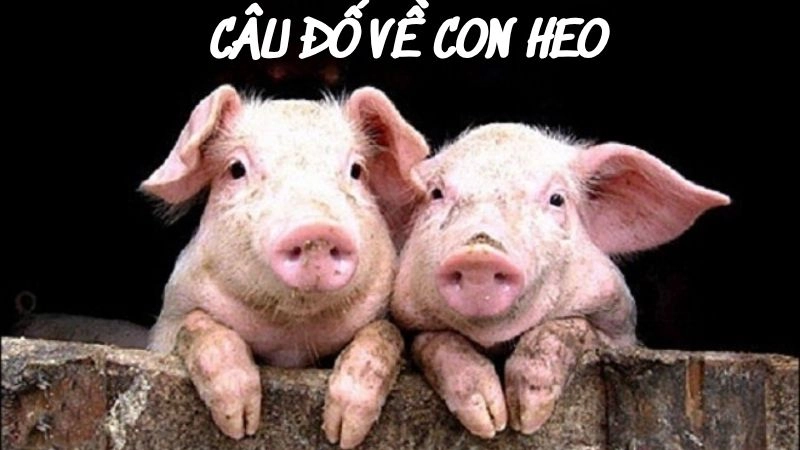 Top câu đố về con heo hài hước vui nhộn dành cho mọi người