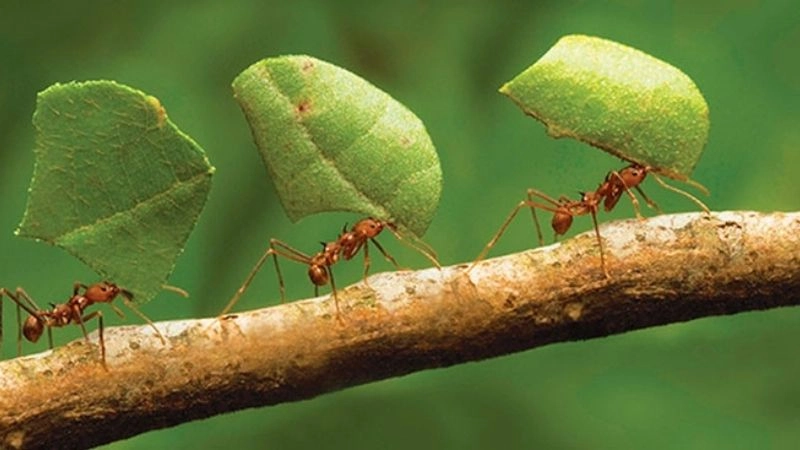 Câu đố về con kiến nhỏ bé nhưng vô cùng kiên cường