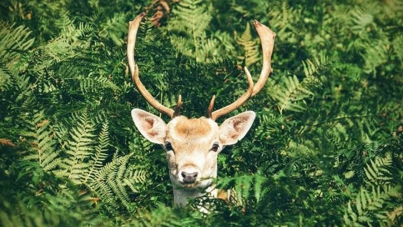 Câu đố về con nai giúp bé rèn luyện tư duy nhanh nhạy
