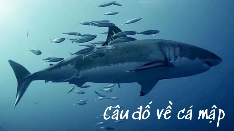 Tổng hợp câu đố về cá mập sáng tạo với hình ảnh sinh động
