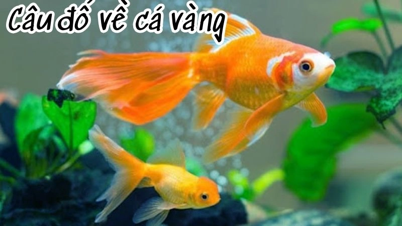 Câu đố về cá vàng hay và dí dỏm khiến bé mê mẩn khám phá