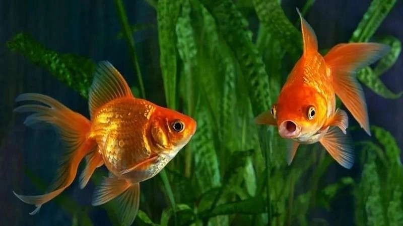 Câu đố về cá vàng mở lối vào thế giới mộng mơ