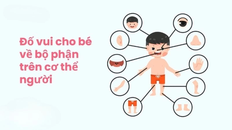 Câu đố về các bộ phận cơ thể kích thích tư duy trẻ