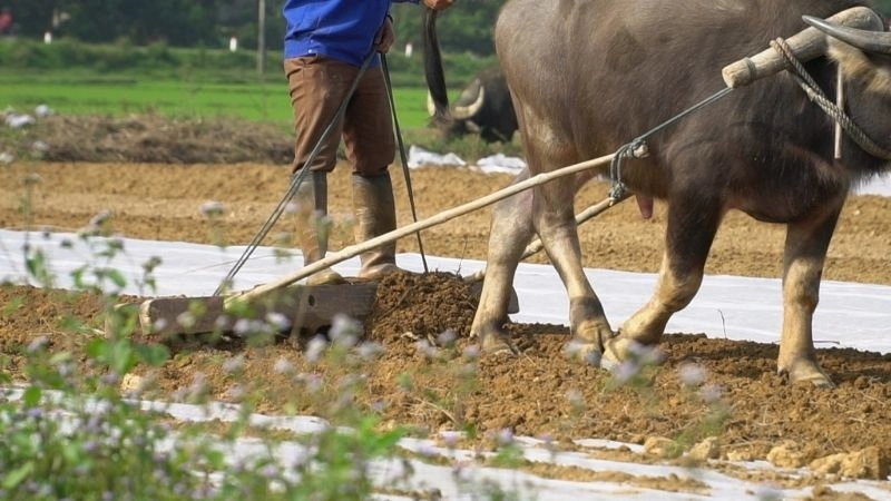 Câu đố về cái bừa gợi nhớ nghề nông truyền thống