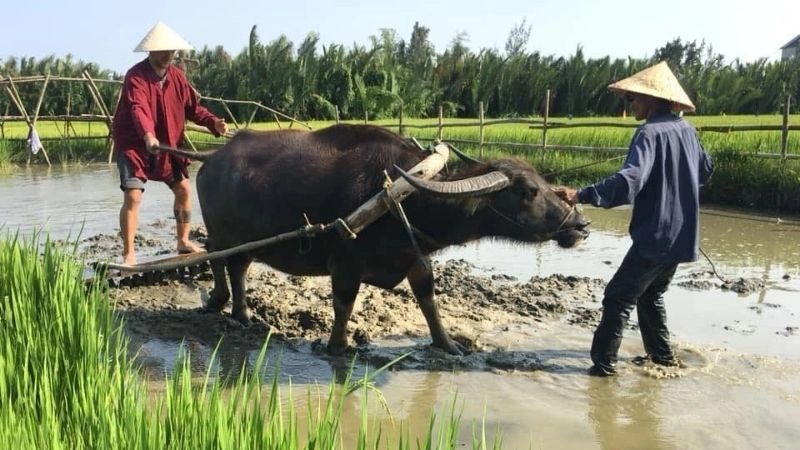 Câu đố về cái bừa giúp trẻ hiểu công cụ lao động