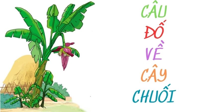 Tuyển tập câu đố về cây chuối hay và dí dỏm cho trẻ em