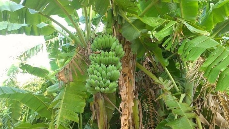 Câu đố về cây chuối giúp bé học qua hình ảnh quen thuộc