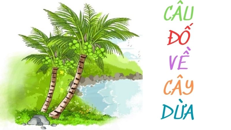 Khám phá những câu đố về cây dừa giàu tính giáo dục