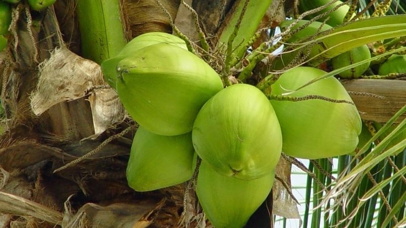 Câu đố về cây dừa đưa bé về miền ký ức tuổi thơ