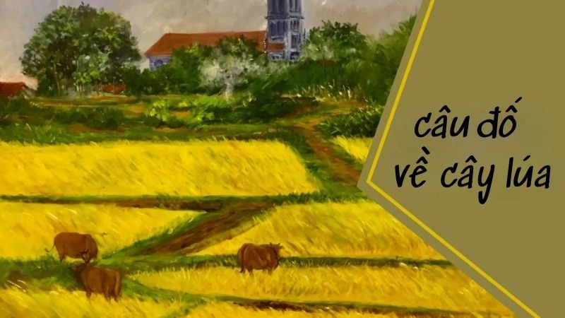 Tổng hợp câu đố về cây lúa mang đậm hơi thở làng quê