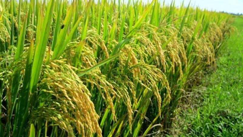 Câu đố về cây lúa giúp trẻ hiểu nghề nông vất vả