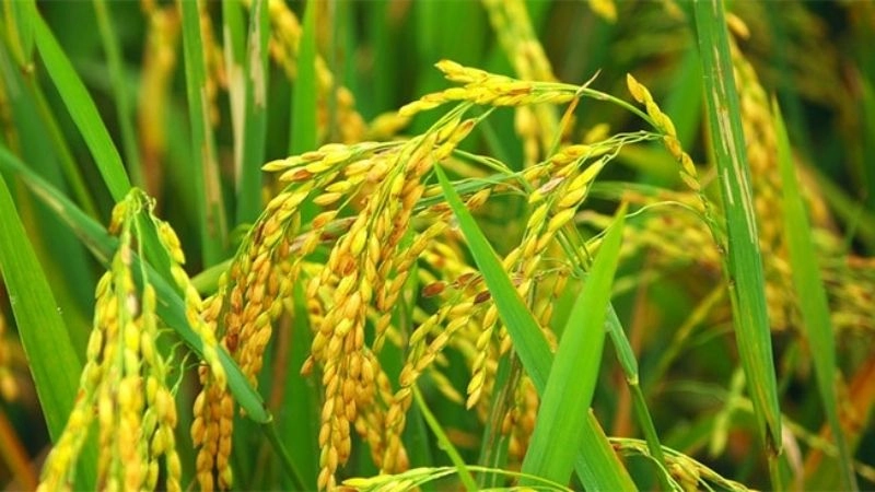 Câu đố về cây lúa gợi nhớ cánh đồng quê yên bình