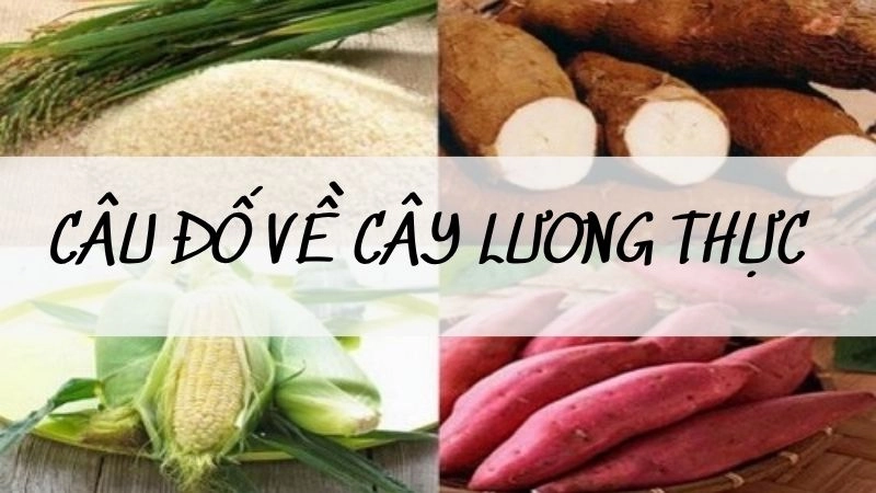 Gợi ý các câu đố về cây lương thực trong văn học dân gian