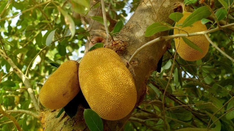 Câu đố về quả mít rèn luyện trí thông minh qua trò chơi vui