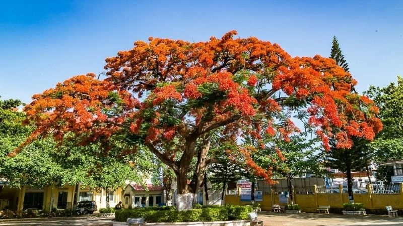 Câu đố về cây phượng gợi nhớ tuổi học trò hồn nhiên