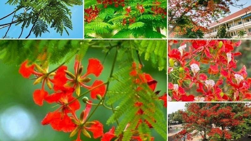 Câu đố về cây phượng giúp trẻ khám phá vẻ đẹp thiên nhiên