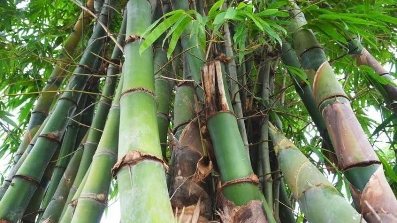 Câu đố về cây tre giúp trẻ hiểu văn hóa làng quê Việt Nam