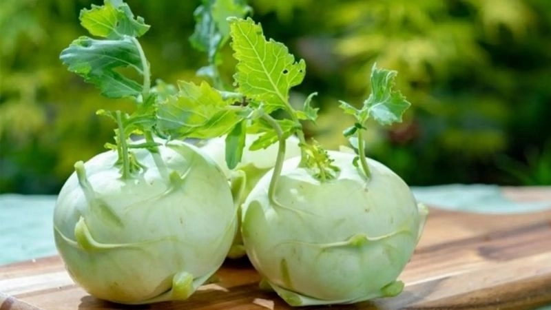 Câu đố về củ su hào giúp bé học tên rau củ