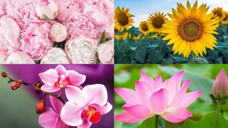 Câu đố hoa cho trẻ mầm non vui học khám phá