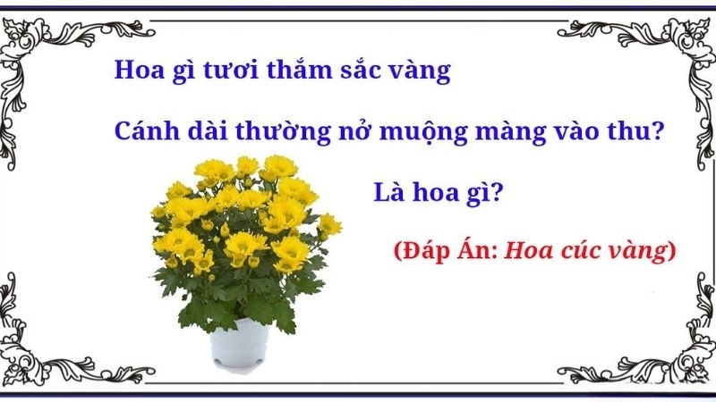 Câu đố về hoa cúc mang sắc thu dịu dàng