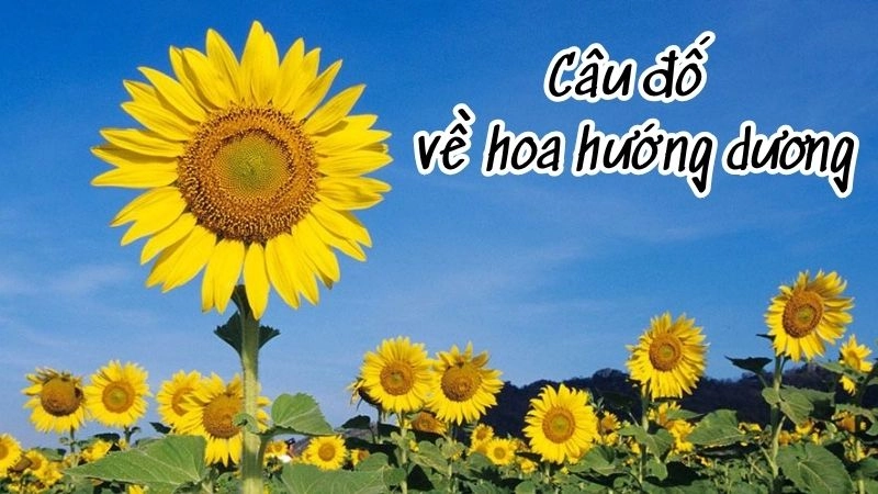 Bất ngờ với câu đố hoa hướng dương khiến bé thích mê