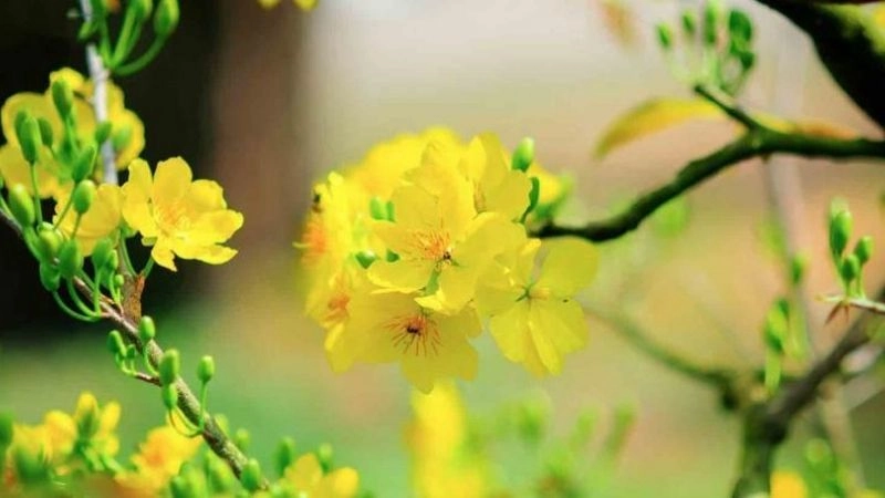 Câu đố về hoa mai rực rỡ đón xuân sang