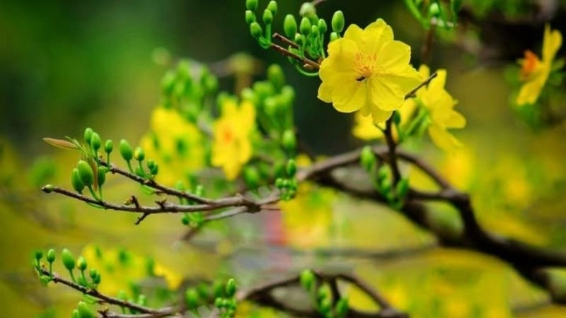 Câu đố về hoa mai biểu tượng mùa Tết truyền thống