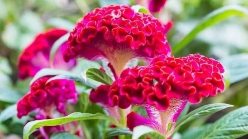 Câu đố về hoa mào gà sắc đỏ rực rỡ