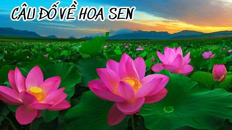 Trọn bộ câu đố về hoa sen dân gian hay cho trẻ nhỏ