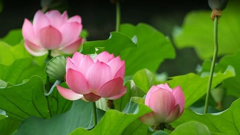 Câu đố về hoa sen thanh khiết giữa bùn lầy