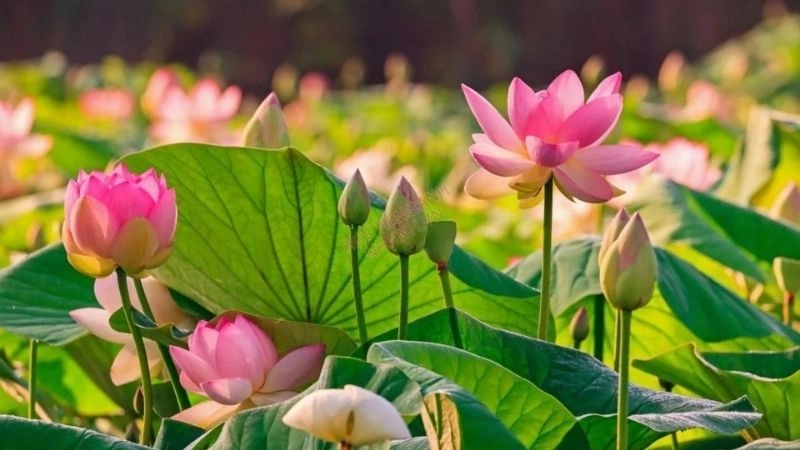 Câu đố về hoa sen tỏa hương thơm ngát dịu dàng