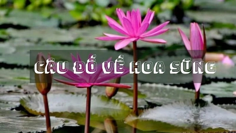 Câu đố về hoa súng giúp bé học hỏi và khám phá thiên nhiên