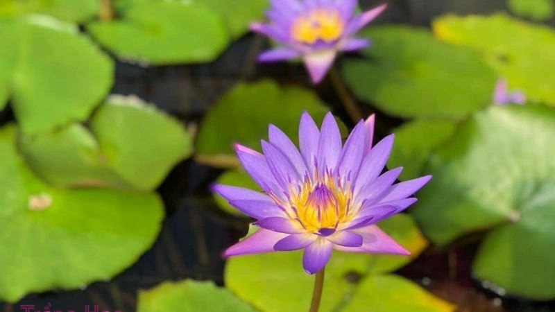 Giải câu đố về hoa súng dịu dàng trong hồ tĩnh