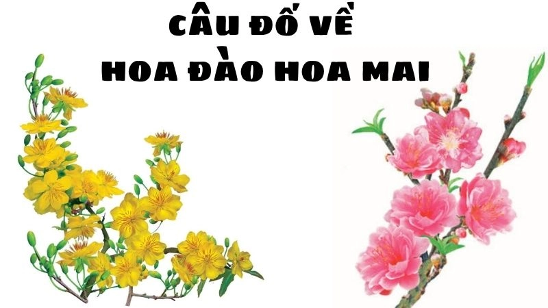 Câu đố về hoa đào hoa mai gợi nhớ hương vị mùa xuân