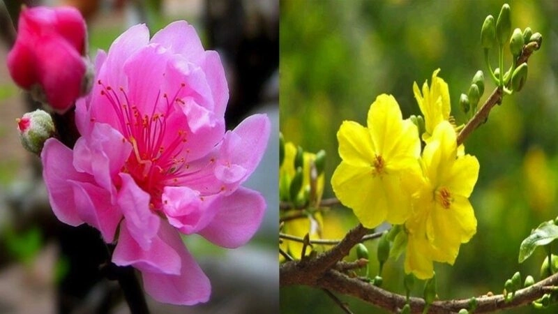 Câu đố về hoa đào hoa mai đón Tết rộn ràng