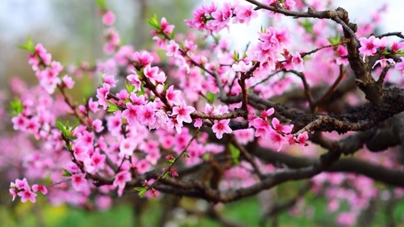 Câu đố về hoa đào sắc hồng tươi thắm mùa xuân