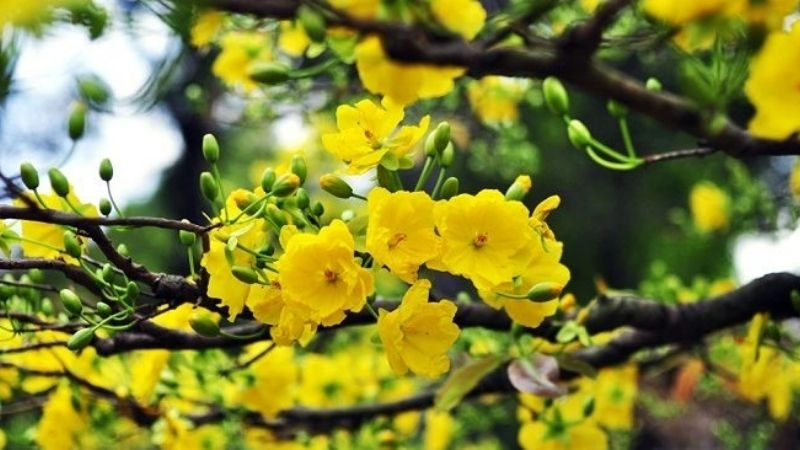 Câu đố về hoa mai biểu tượng mùa xuân tràn đầy sức sống