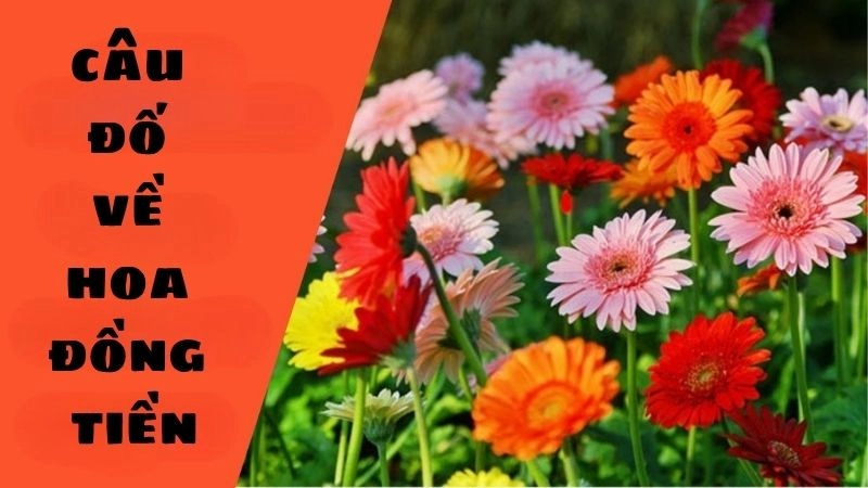 Câu đố về hoa đồng tiền hay cho bé học mà không chán